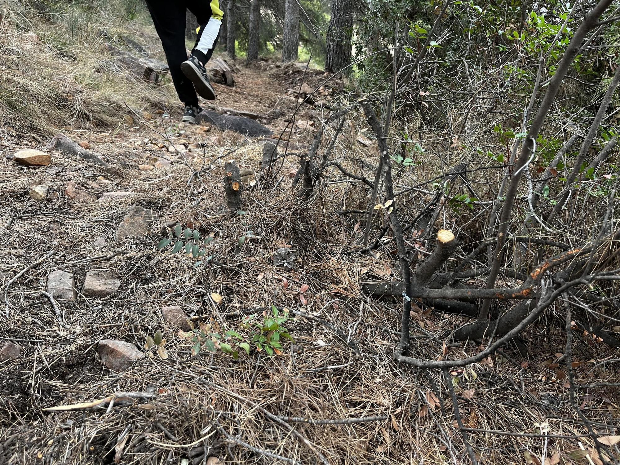 Las imágenes de la pista ilegal abierta en la Vilavella para practicar BTT