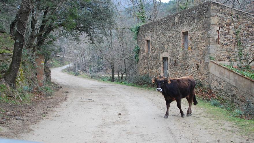 La zona on va ser vist pels motoristes.