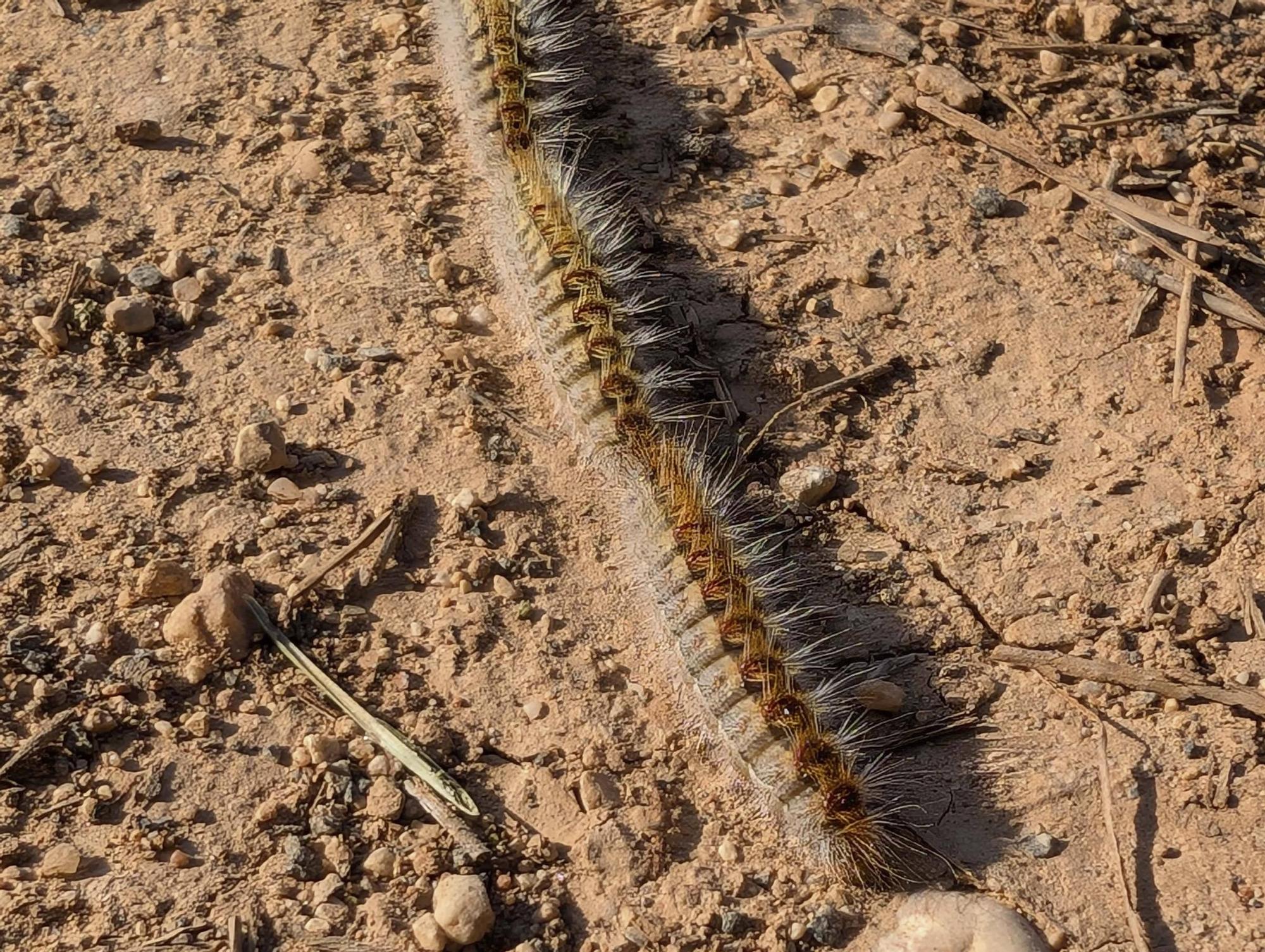 La procesionaria, una plaga que se expande en las zonas naturales