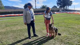 Llanera, pasarela de belleza canina: medio centenar de ejemplares demuestran sus cualidades este fin de semana en el concejo