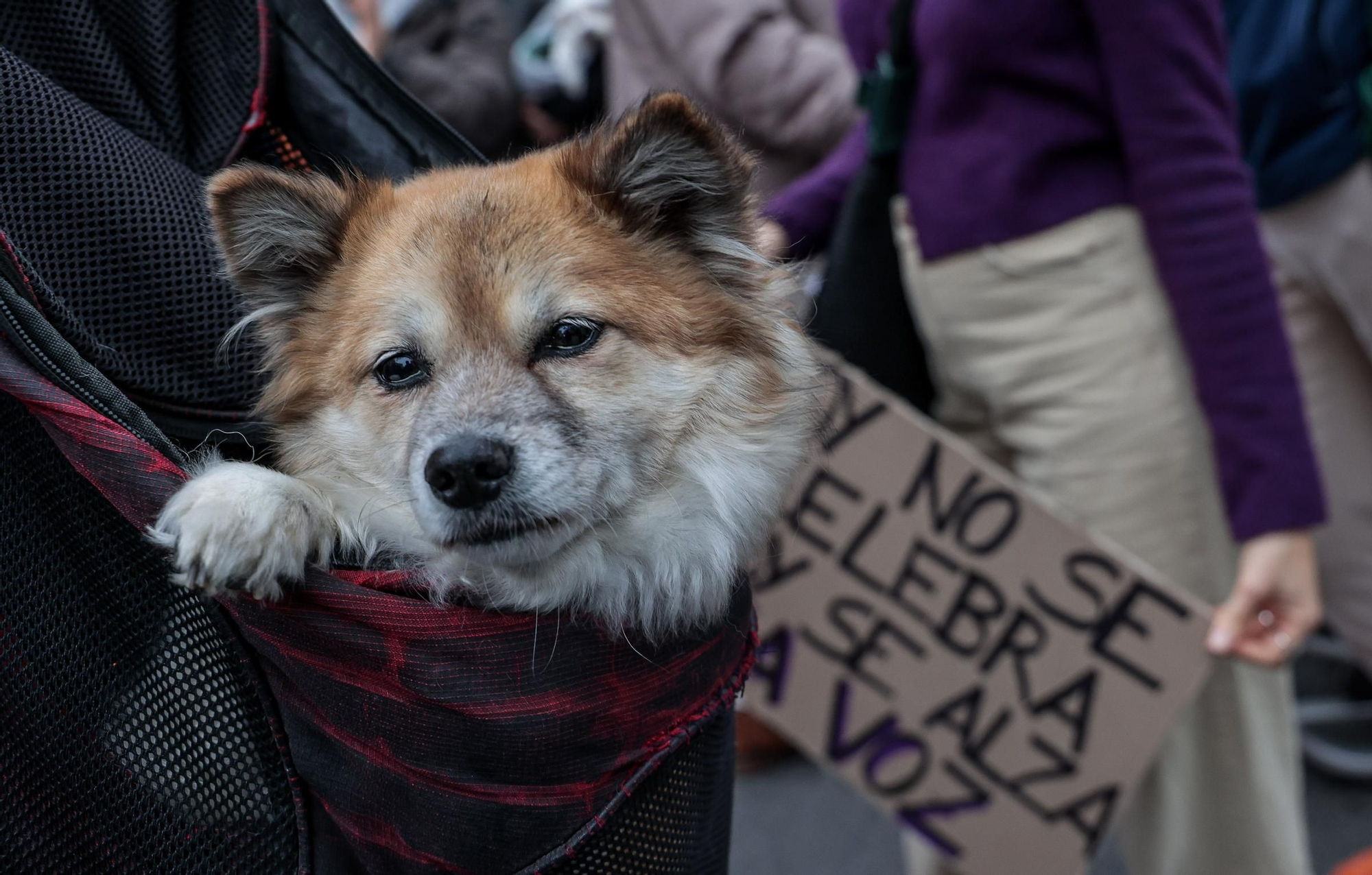 Marcha 8M en Alicante, día de la Mujer