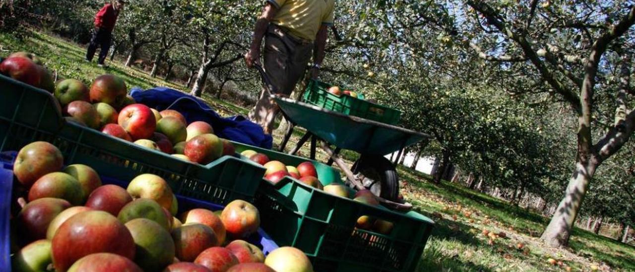 Asturias no exprime el negocio sidrero