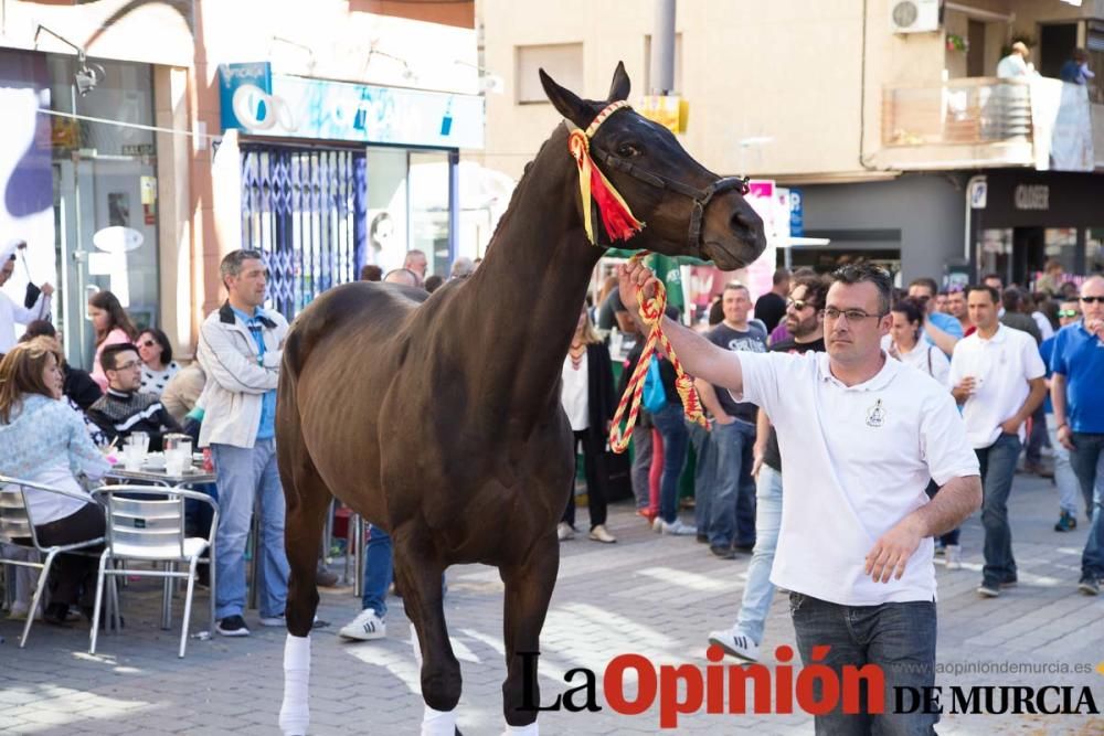 Caballo a pelo Caravaca (Desfile)