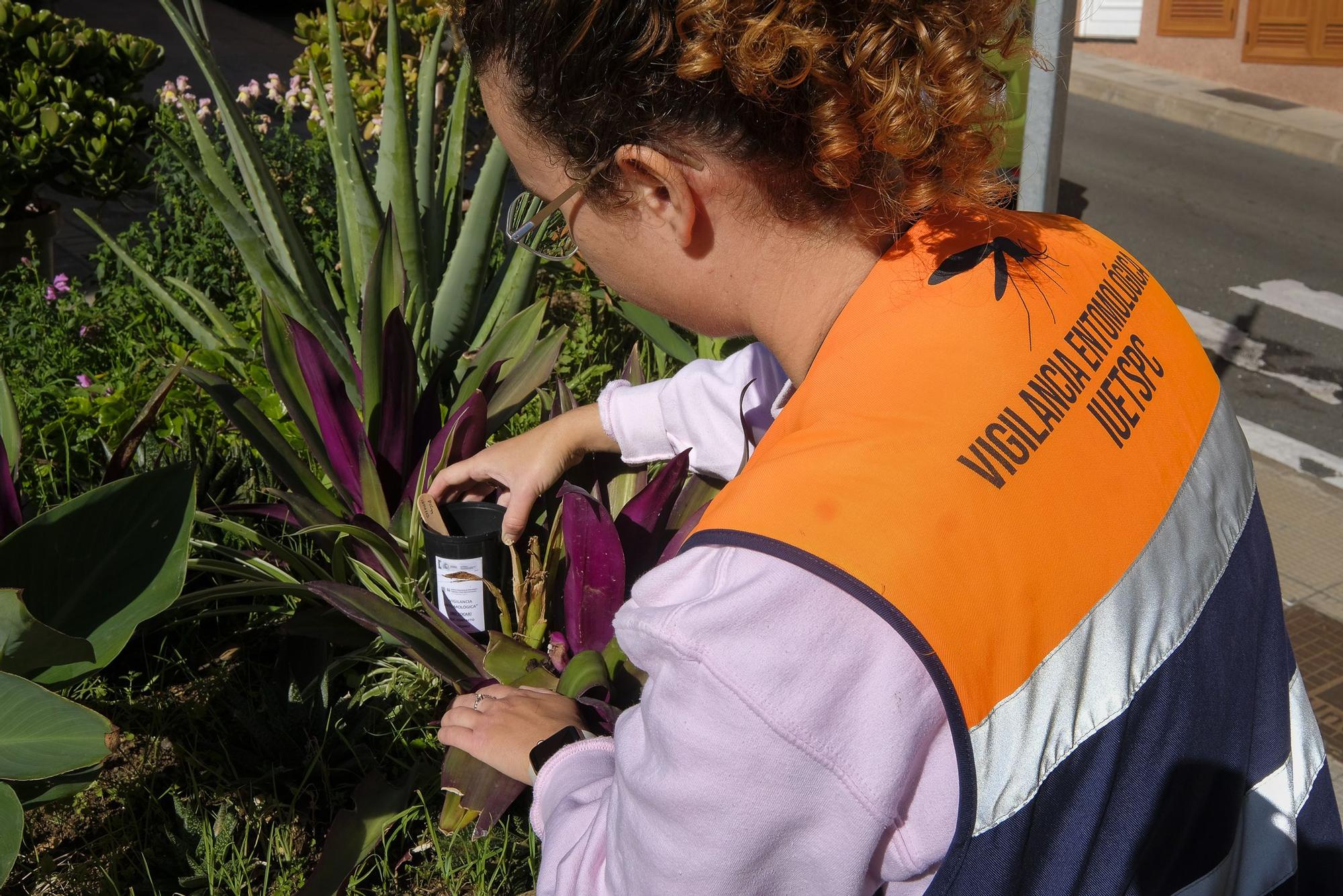 Mosquito ‘Aedes aegypti’ en Piletas