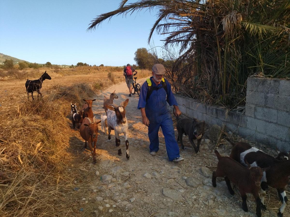 Un vecino sale por un camino rural con sus ovejas, cabras y perros