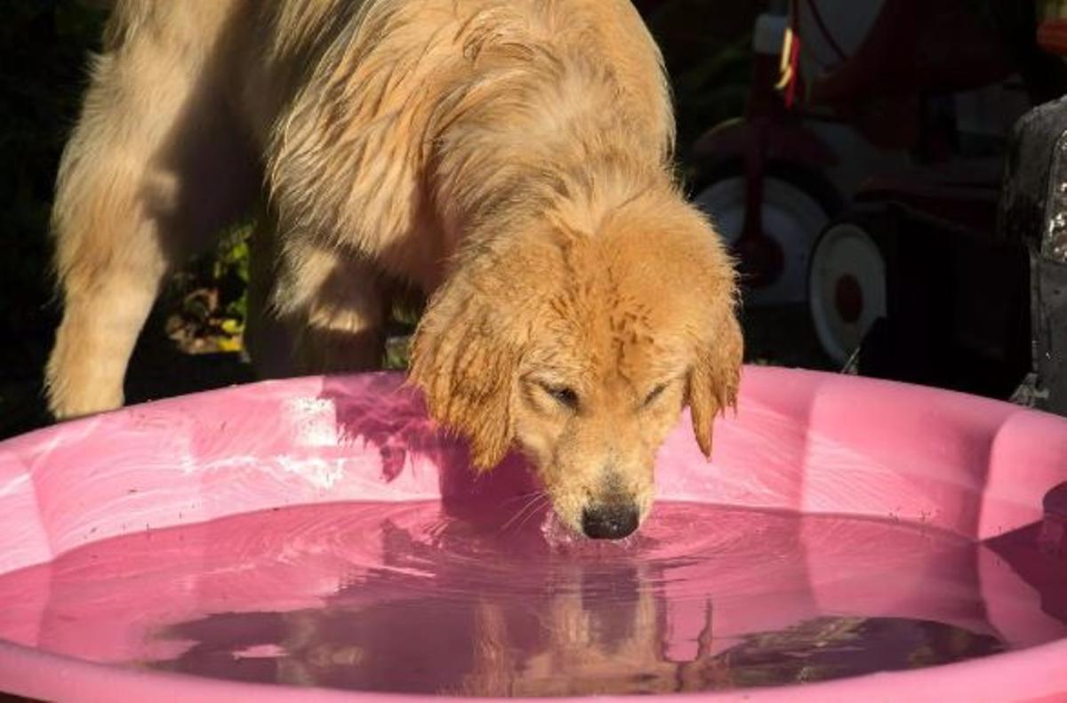 Make sure dogs are hydrated.