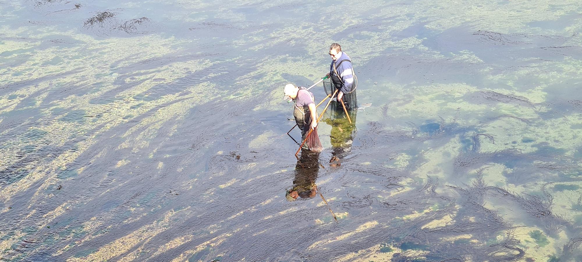 La pesca artesanal del chopo subsiste bajo el puente de A Toxa