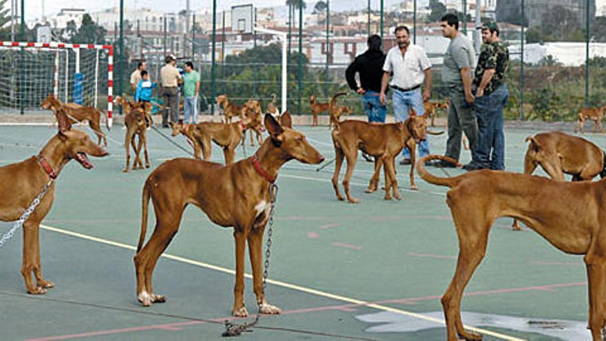 Exposición de podenco canario con la iglesia de Arucas como testigo el pasado domingo.   ANDRÉS CRUZ