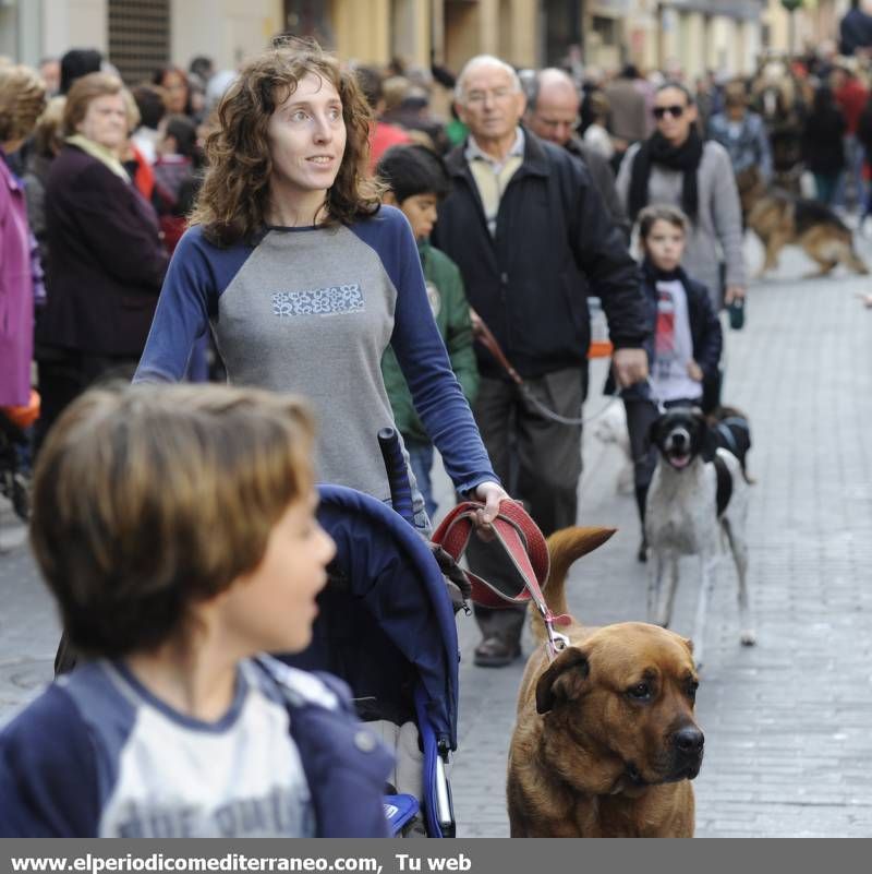 GALERÍA FOTOS - La provincia celebra Sant Antoni