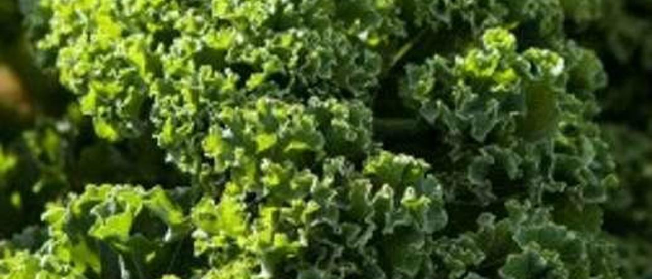 Kale, o col rizada, cultivado en Asturias.