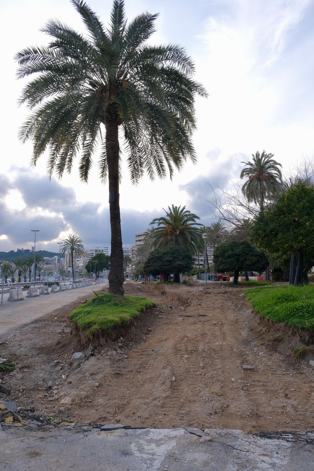 Las fotos de la evolución de obras del Paseo Marítimo de Palma después de tres meses de trabajos