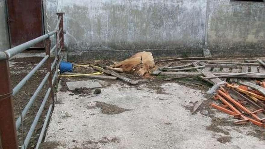 Detenido un lucense por dejar morir de hambre a sus animales