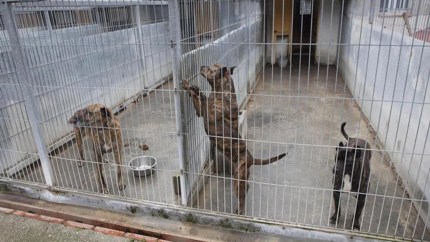 La Ley de Bienestar Animal quintuplica los costes de funcionamiento del albergue canino de Langreo (y la causa está relacionada con los gatos)