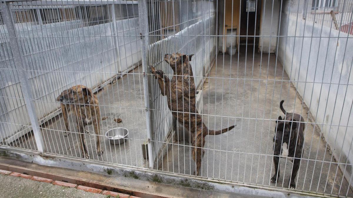 Perros en el albergue de animales de Langreo.