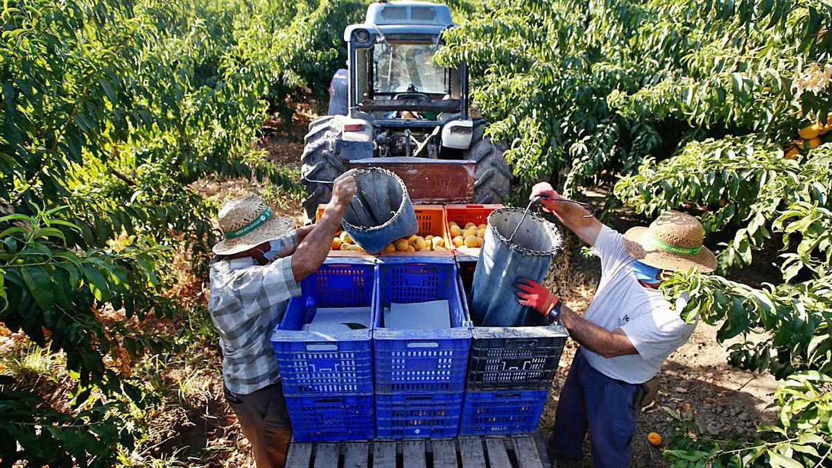 Varios trabajadores durante la temporada de cítricos.