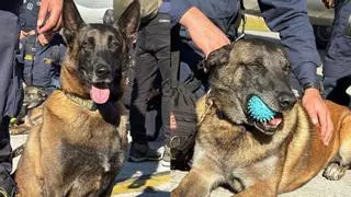 Cinco héroes de cuatro patas buscan supervivientes entre los escombros del terremoto de Colombia