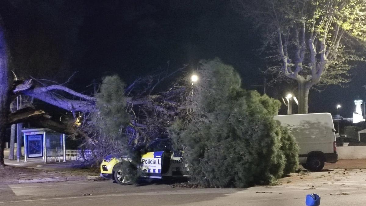 La furgoneta i el vehicle de la Policia Local de Castelló d'Empúries amb arbres a sobre pel vent.