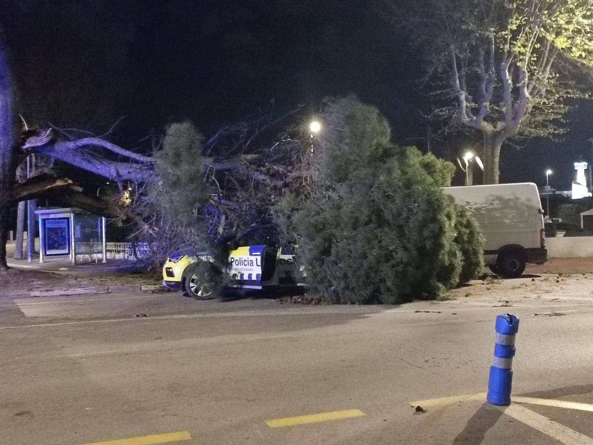 La furgoneta i el vehicle de la Policia Local de Castelló d'Empúries amb arbres a sobre pel vent.
