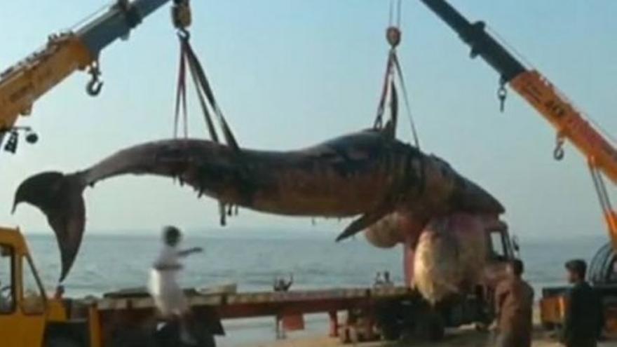 Entierran a una ballena de nueve metros en una playa de Bombay