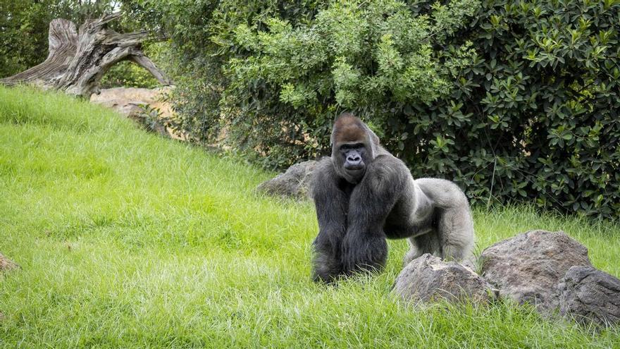 BIOPARC Valencia propone alargar el verano: crías de elefante, rinoceronte y chimpancé y un festival de cine marino