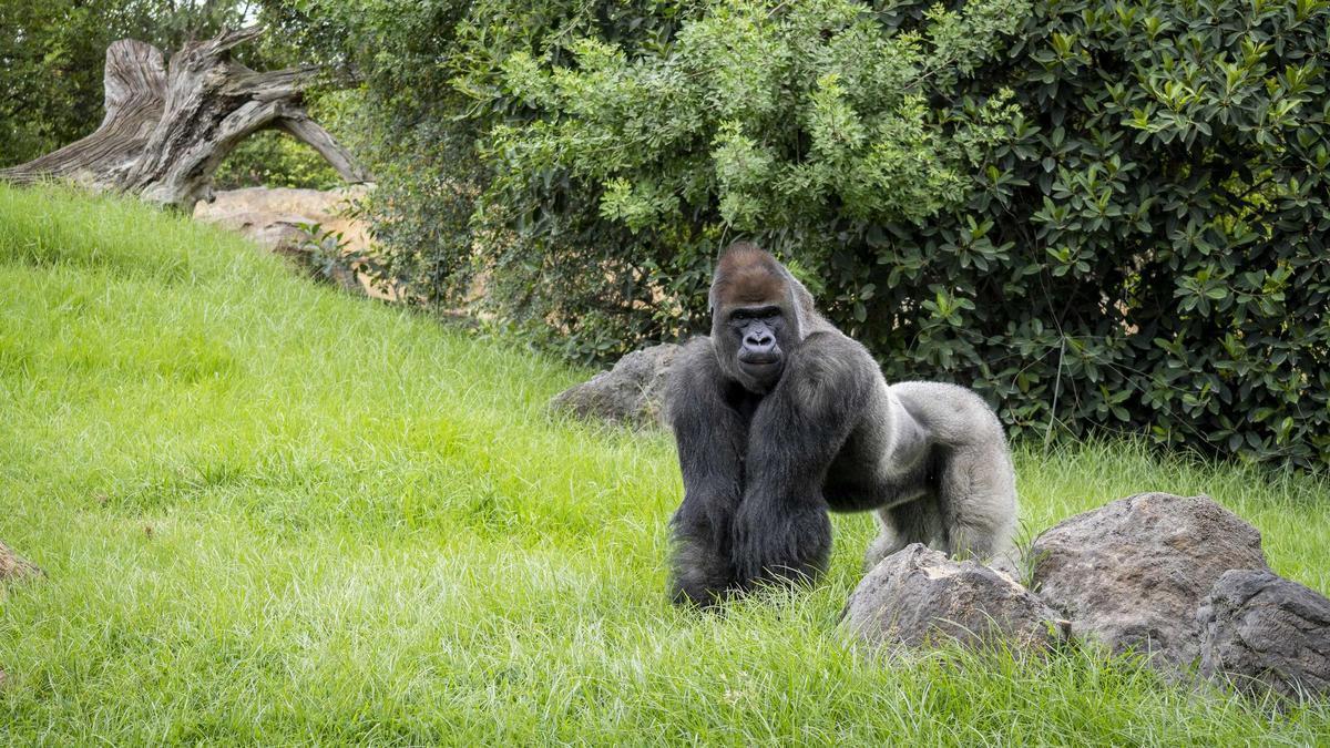 El gorila Kabuli, en la selva ecuatorial de BIOPARC Valencia.