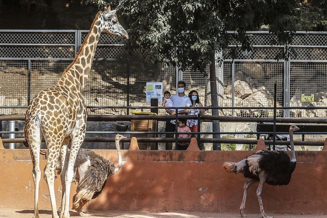 Reapertura del Zoológico tras el estado de alarma