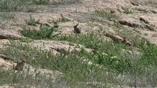 Emergencia cinegética en Málaga: autorizan la caza de conejos silvestre en Antequera y Campillos para reducir su población