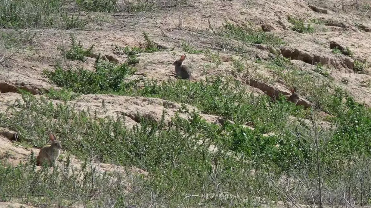 Emergencia cinegética en Málaga: autorizan la caza de conejos silvestre en Antequera y Campillos para reducir su población
