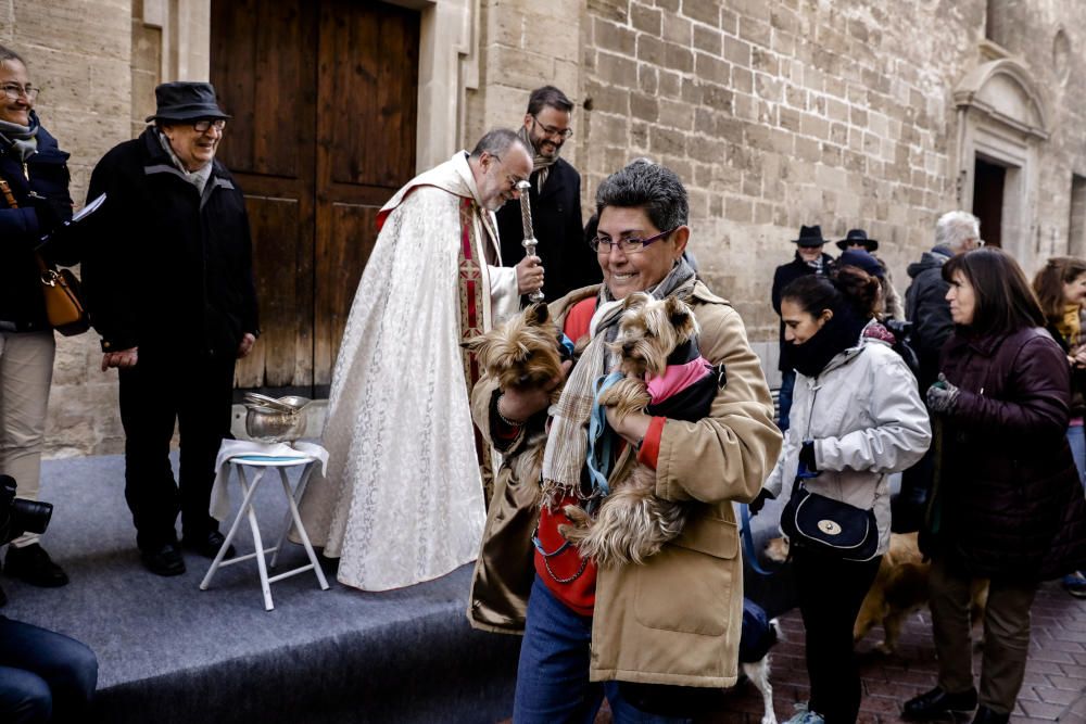 Sant Antoni: Tiersegnungen in Palma