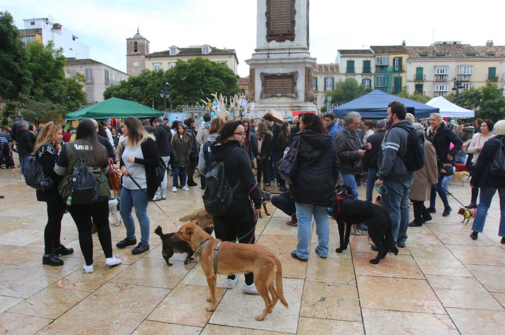 Pasarela Navideña canina en la Merced