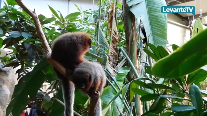 BIOPARC celebra el Día Mundial de los Primates