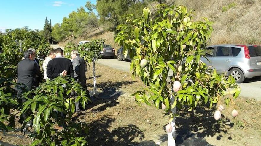 Una de las explotaciones experimentales de mangos, en el interior de La Mayora.