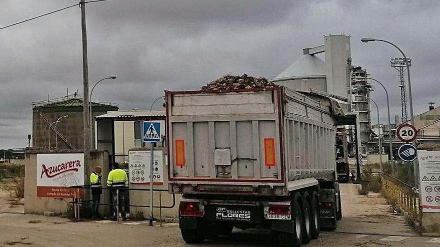 Un camión cargado de remolacha accede a la fábrica de Toro. | M. J. C.