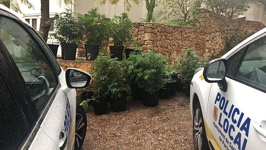 Decomisadas 27 plantas de marihuana en Sant Antoni