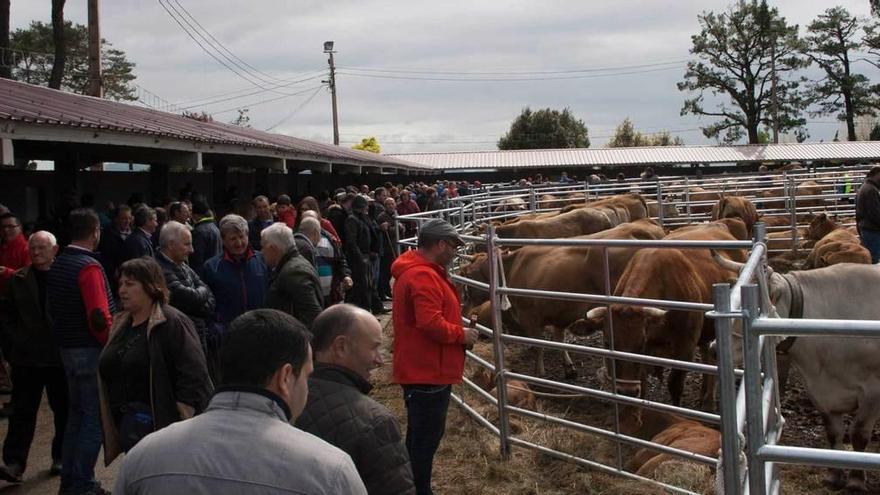 Ganado bovino, el domingo, en la feria de San Isidro de Llanera.