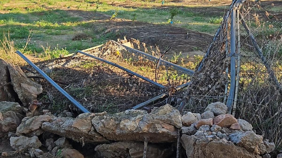 Explotación afectada por la dana que se queda sin ayudas en Chiva.