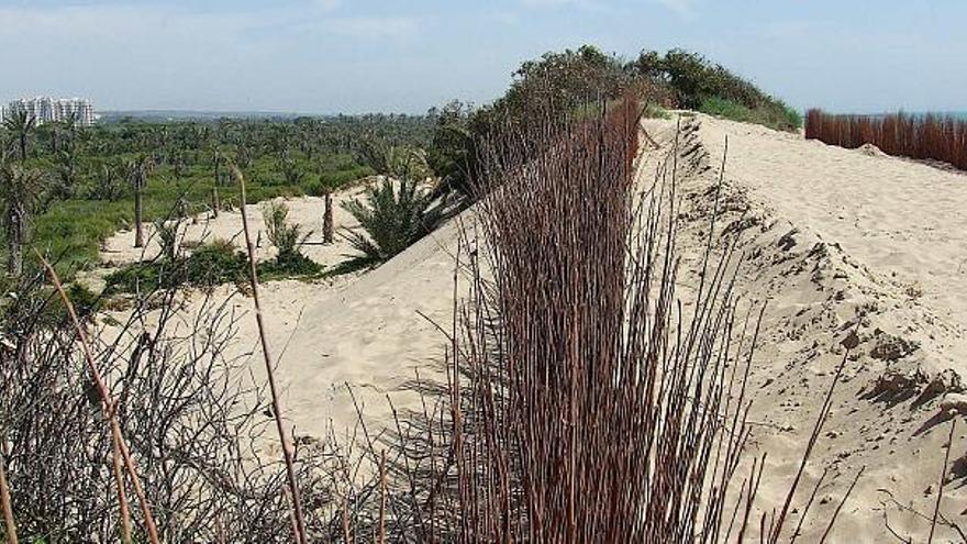 La UA corrige a Costas sobre qué son dunas