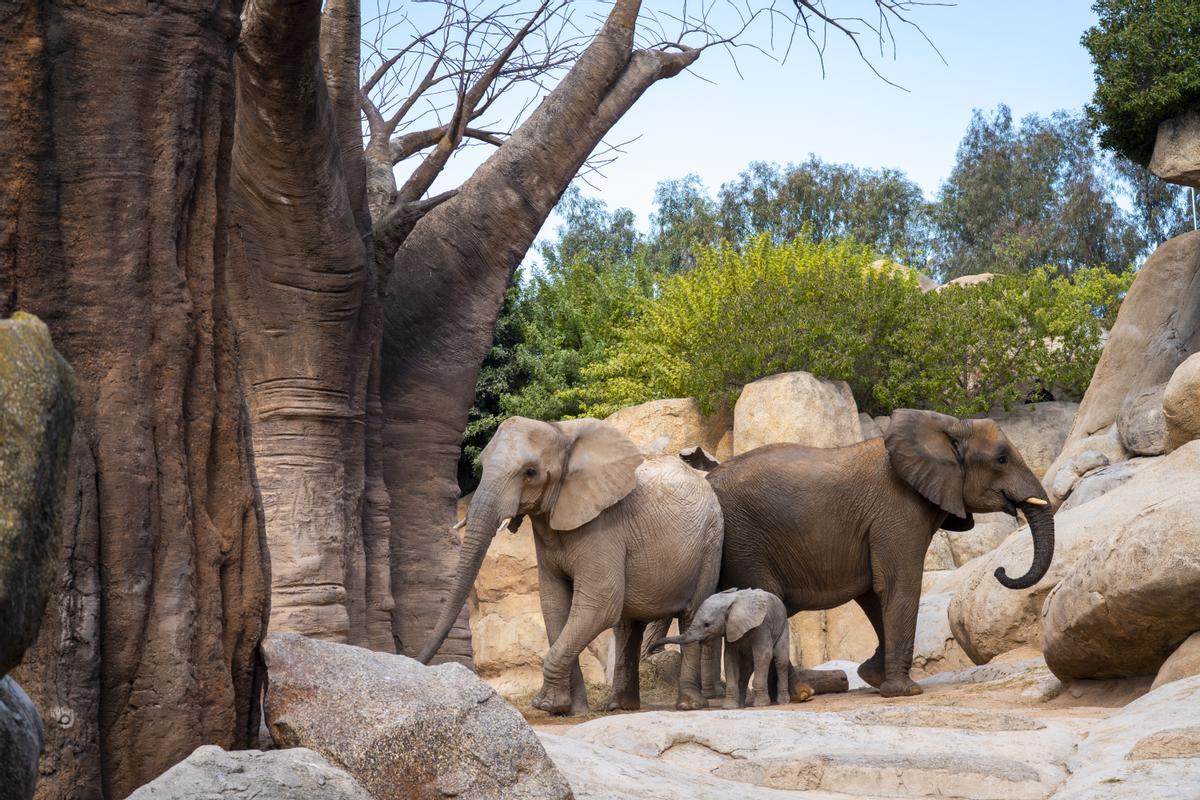 Makena, la cría de elefante, cumple 6 meses y comienza a explorar el bosque de baobabs.