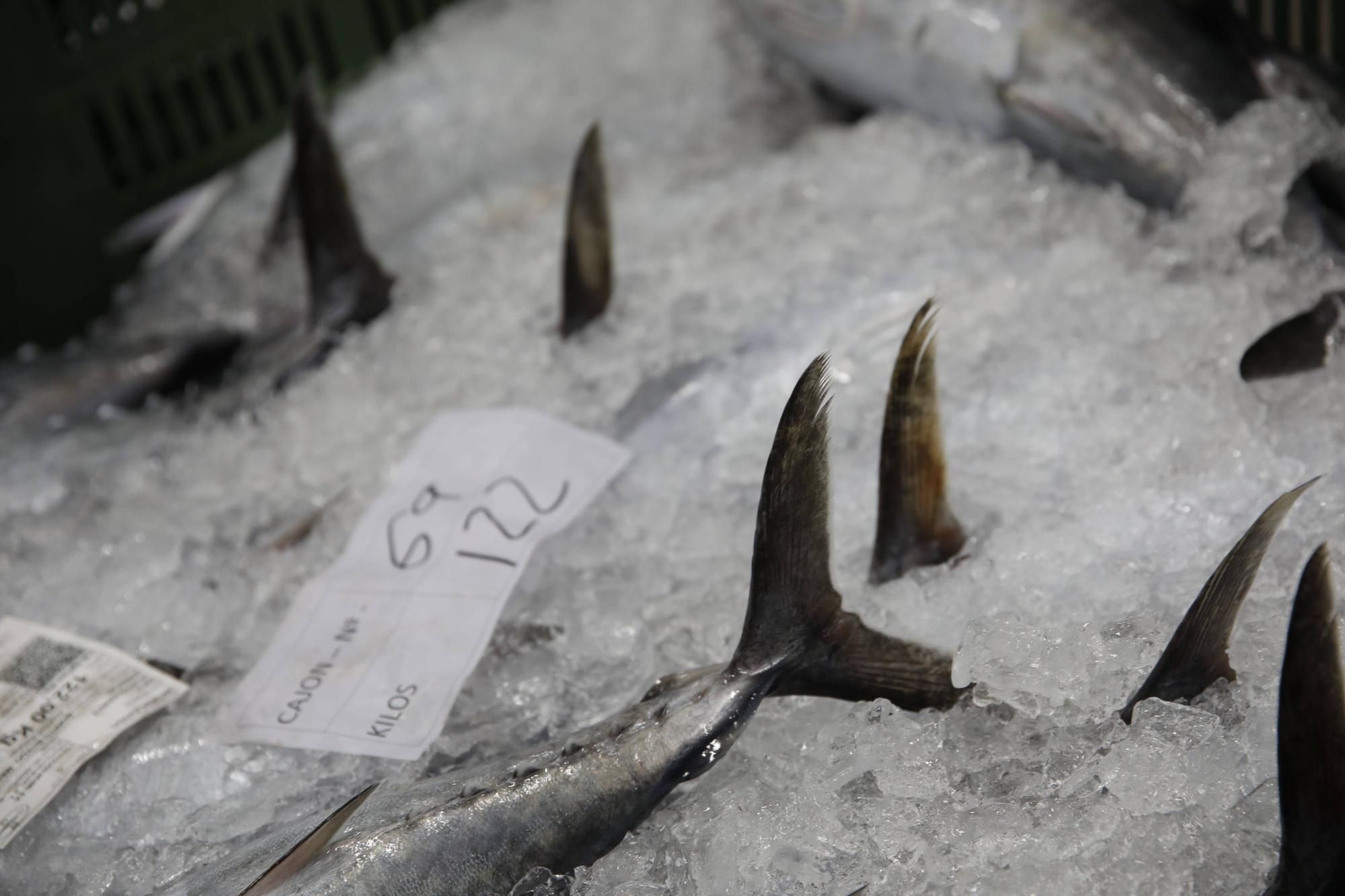 La primera descarga del bonito en la lonja de Gijón, en imágenes