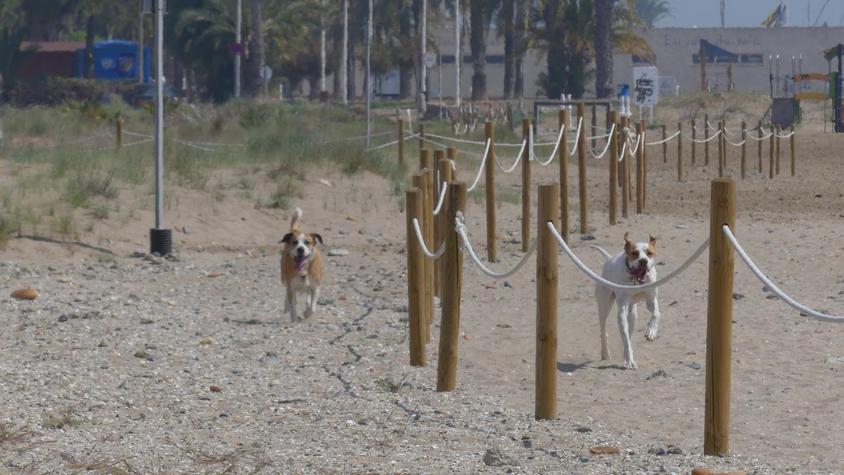 Perros paseando sueltos en una playa del Marjal protegida