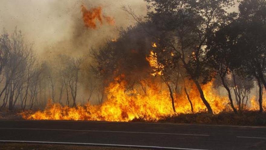 Los jueces investigaron en seis años 698 incendios forestales y dictaron siete condenas