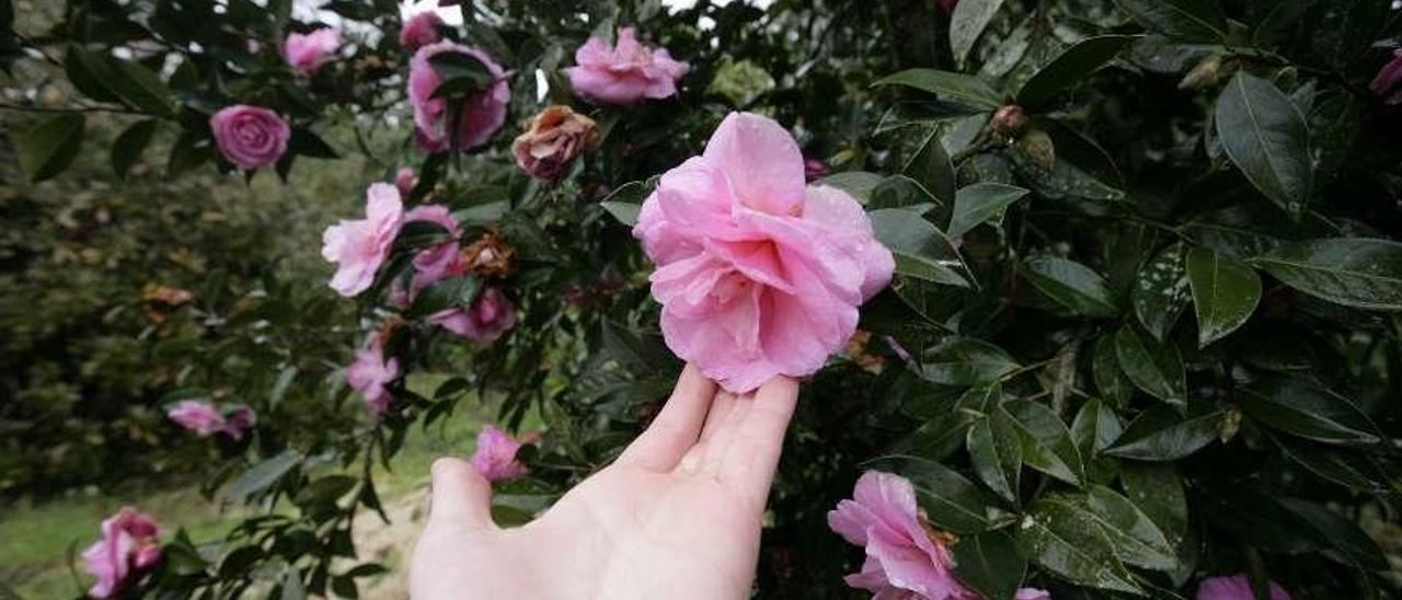 La floración de la camelia, uno de los grandes atractivos para el turista extranjero. // Bernabé/Cris M.V.