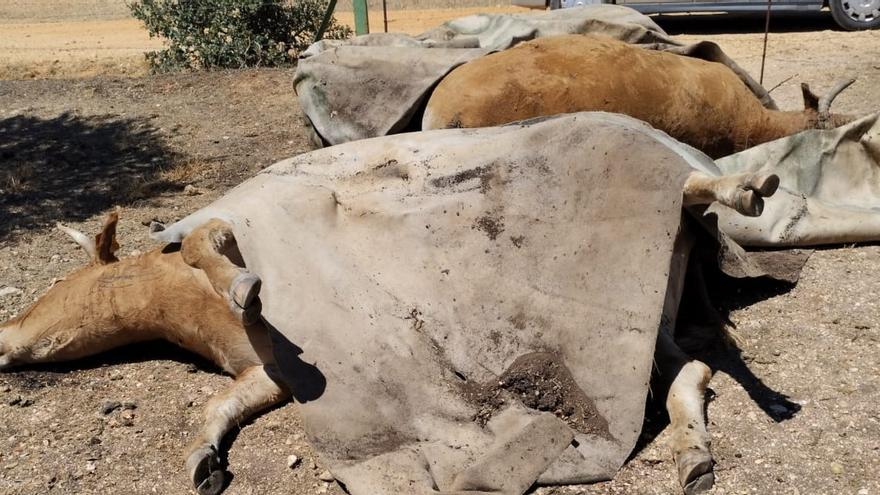 Ganaderos de Sayago denuncian una &quot;explosión&quot; de vacas enfermas y muertes por Enfermedad Hemorrágica Epizoótica