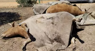 Ganaderos de Sayago denuncian una "explosión" de vacas enfermas y muertes por Enfermedad Hemorrágica Epizoótica