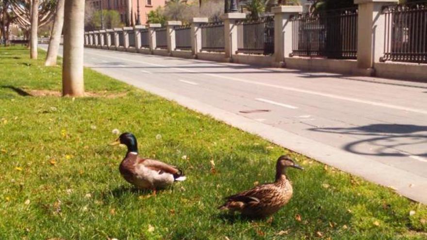 Los patos vistos en el paseo Mallorca durante las últimas semanas.