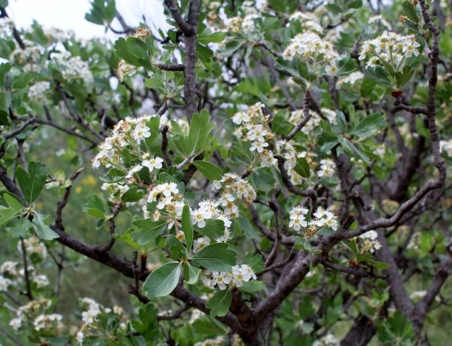 Floración en el Jardín de La Concepción.