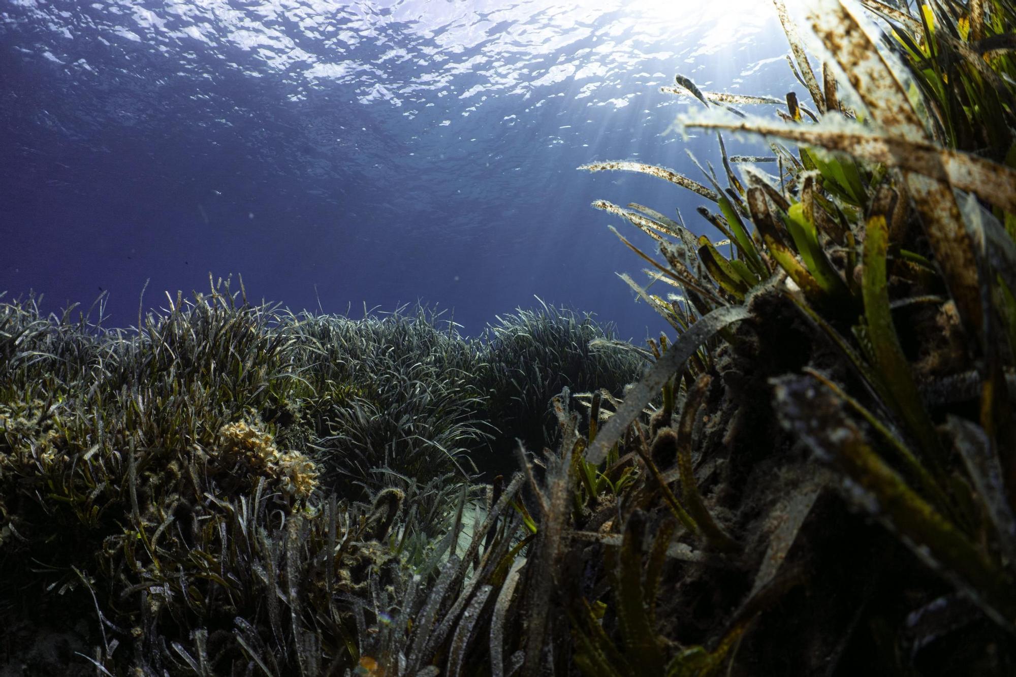 Portocolom | El estado de la posidonia en la bahía, en imágenes