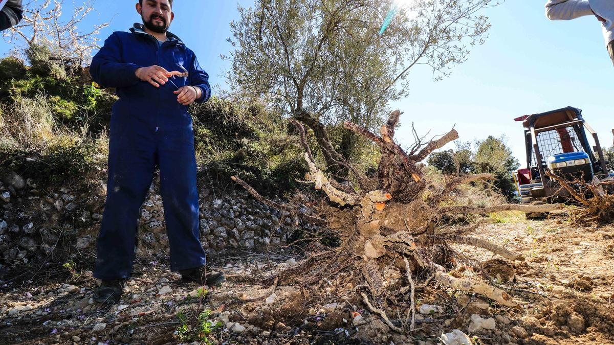 Un agricultor de Fageca junto a los almendros arrancados en sus bancales, dentro del plan de erradicación. 