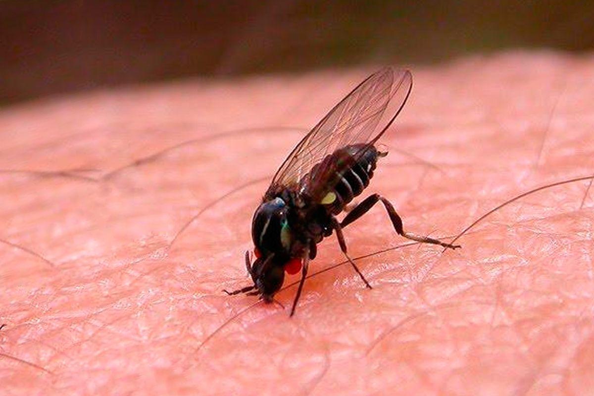 La plaga de la mosca negra y su potente picadura se extiende por España