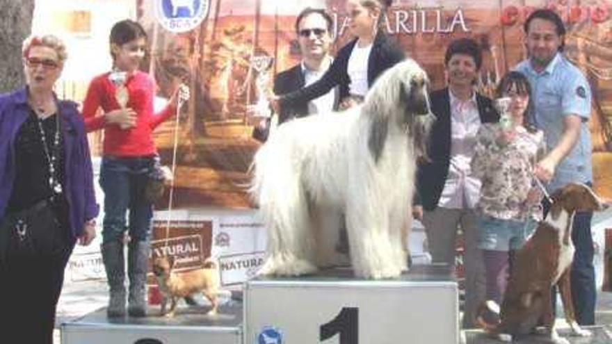 Exhibición canina en Jacarilla